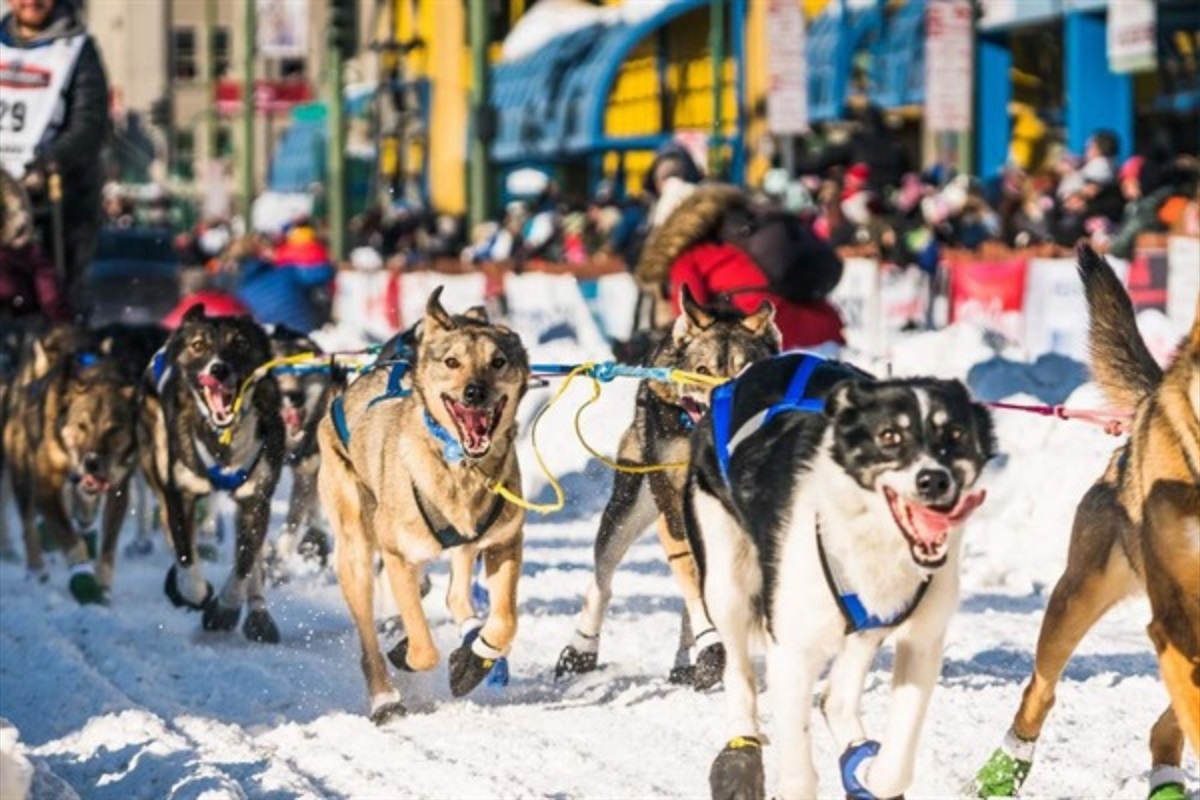 Fun times! Iditarod!