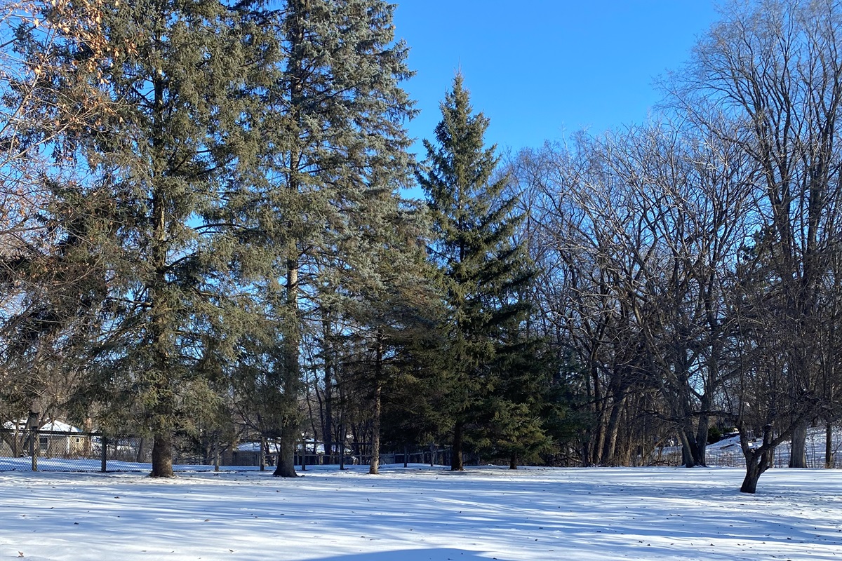 Minnetonka Beautiful Greenery