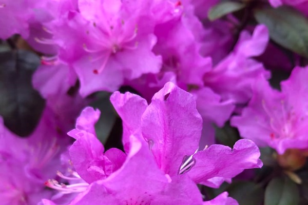 Azaleas in the neighborhood