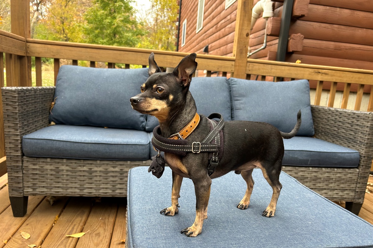 The gated deck is a nice place for dogs to hang out with their people.