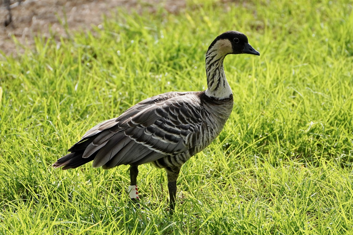 Nene - Hawaiian goose