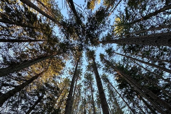 The Woods at Austin T. Blakeslee - Perfect for a Short Hike