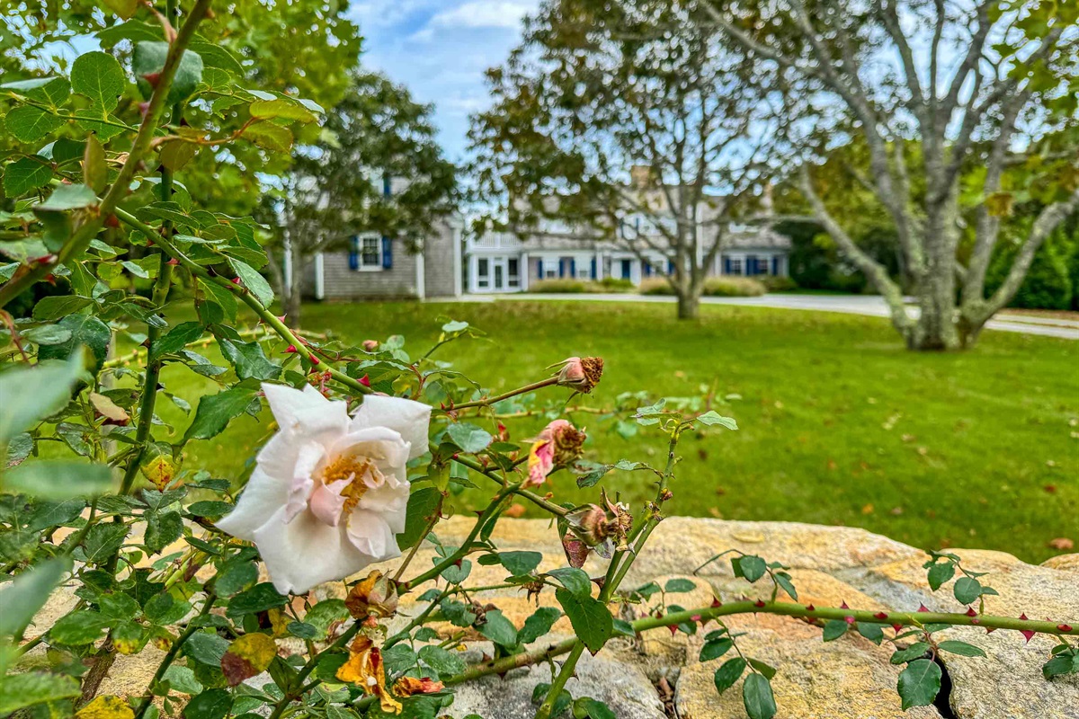 Roses on the stone wall