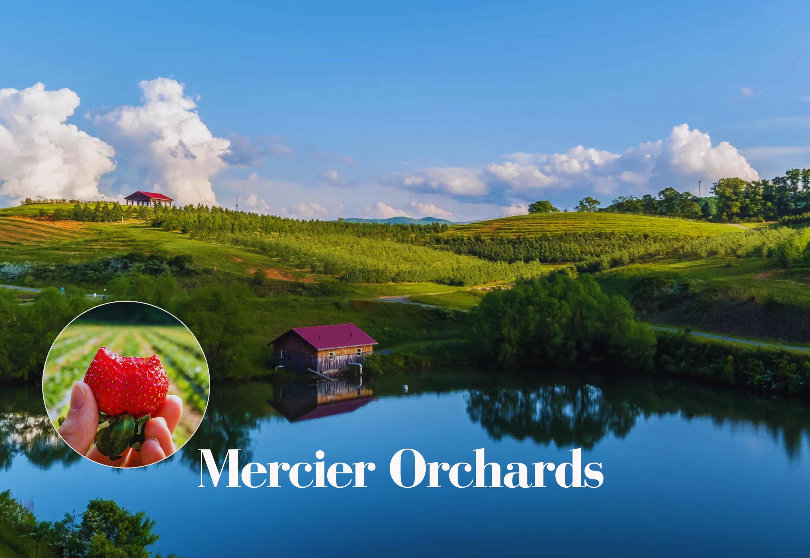 Savor the charm of Mercier Orchards with fresh produce, baked treats, and scenic countryside views.