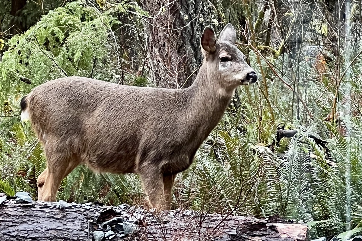 Deer can often be seen during your stay