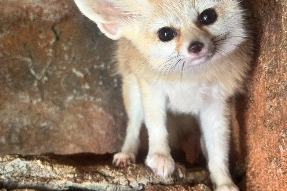 Meet our adorable fennec fox and more when you book your Zootastic stay! Get ready for unforgettable animal encounters. 