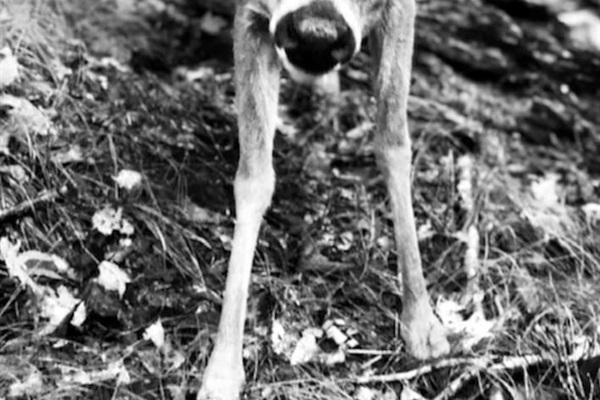 Expect to see plenty of wildlife during your stay!