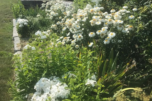 Attractive gardens 