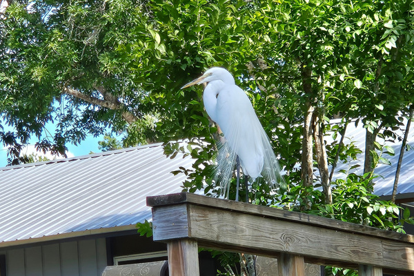 You'll see anhinga (snake birds), egrets, and cranes drying themselves on the docks, as well!