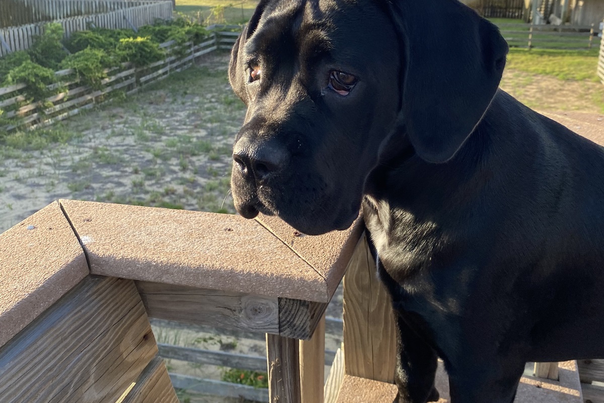 Enjoy having your dog at the beach with you