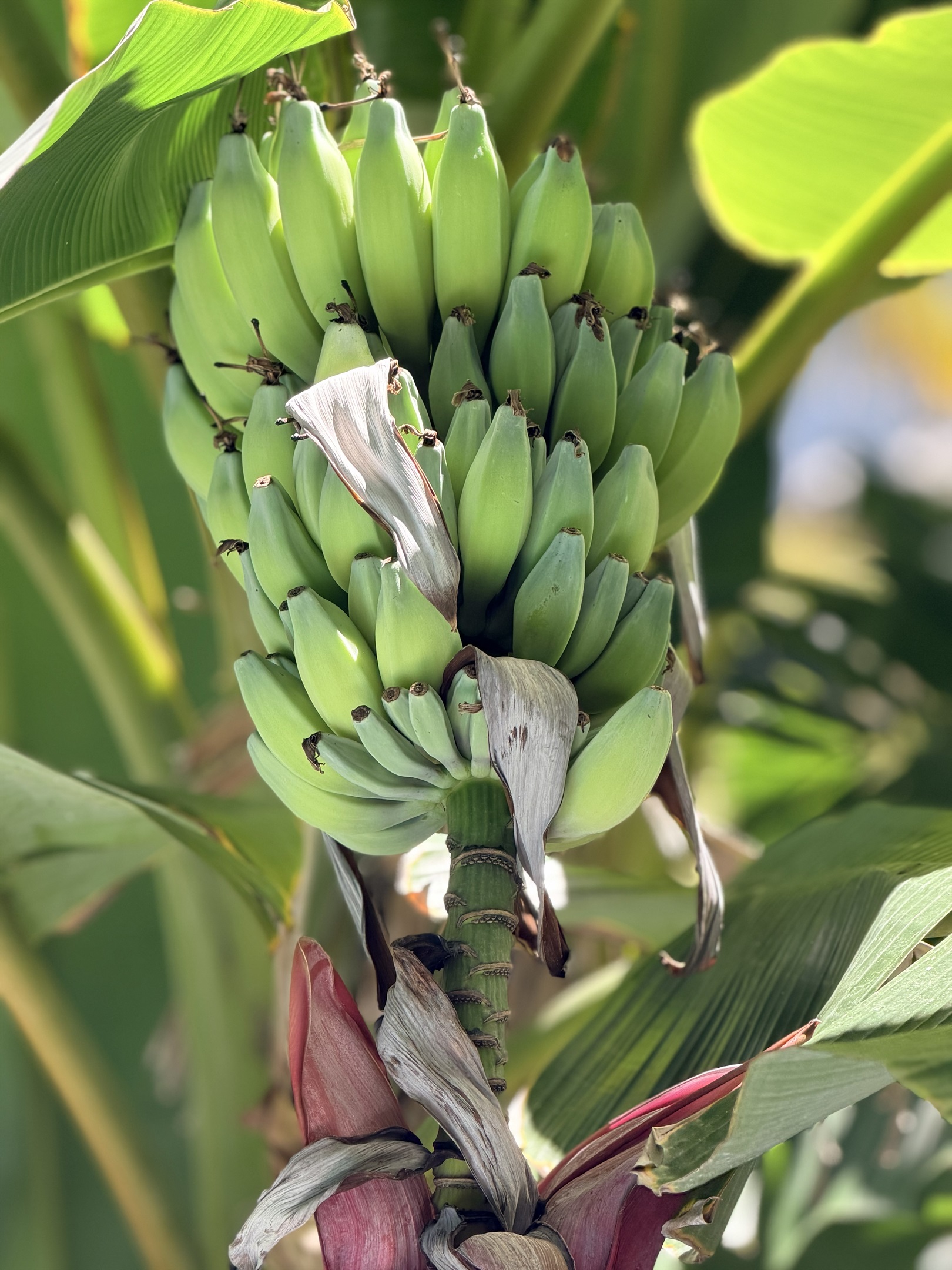 Fresh apple bananas on pool deck