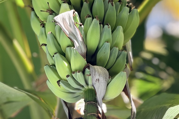 Fresh apple bananas on pool deck