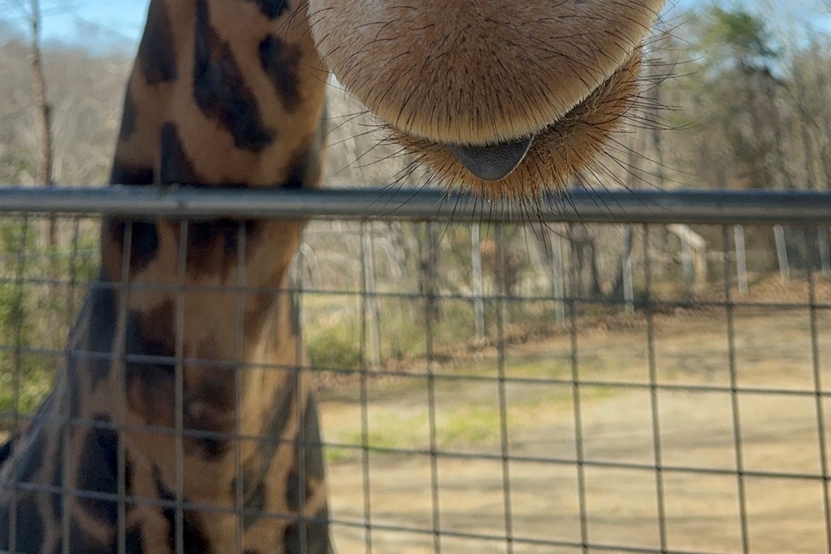 Get nose-to-nose with our gentle giraffe! Book your stay and create unforgettable memories with our amazing animals.