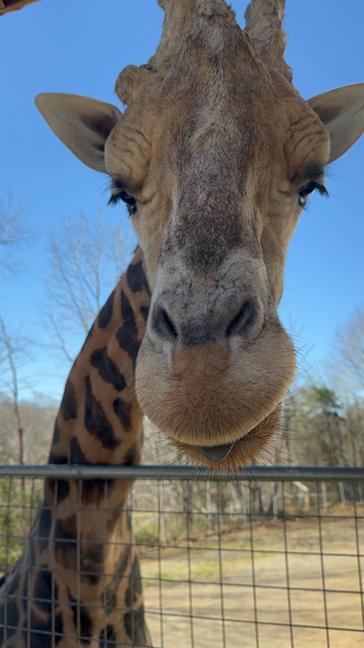Get nose-to-nose with our gentle giraffe! Book your stay and create unforgettable memories with our amazing animals.