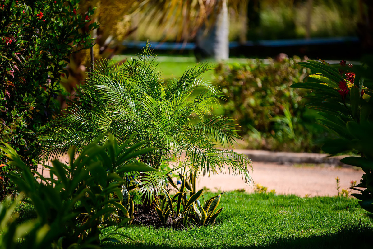 lawn