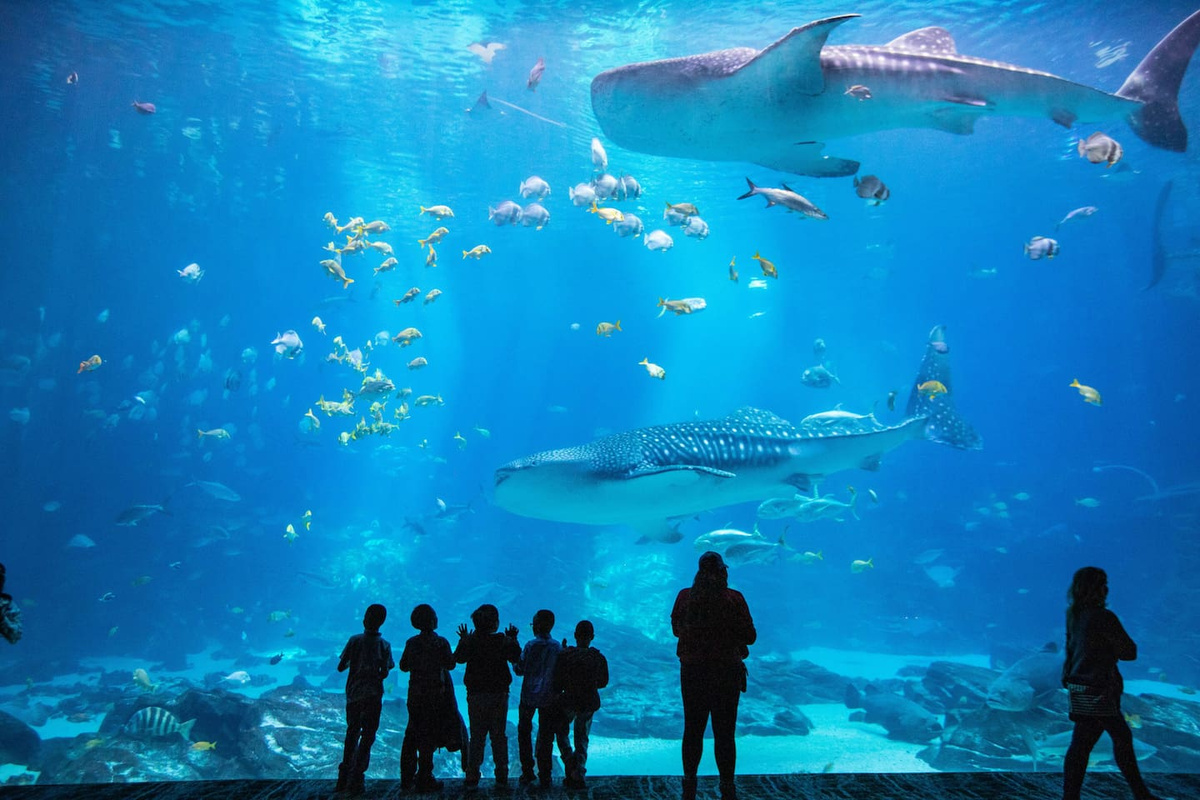 Georgia aquarium 13 minutes away from property!