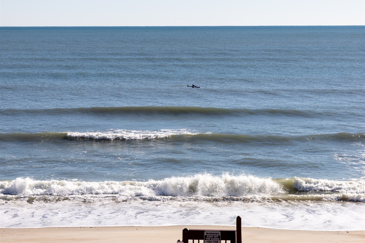 Distant view of a dolphin swimming in the sea.