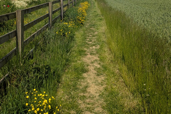 Fields and walks where dogs can run!