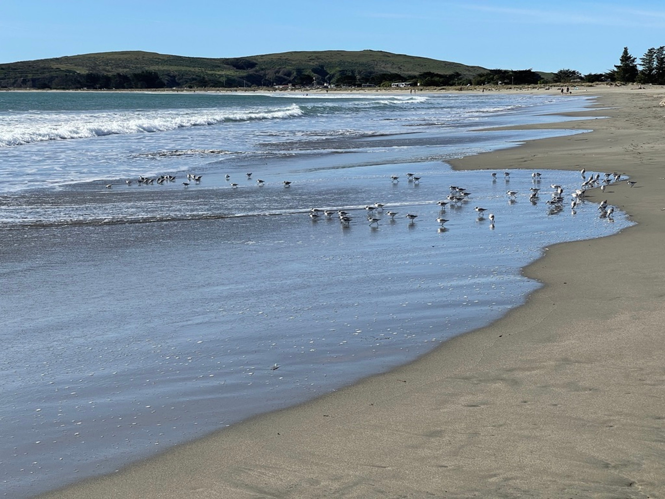 Shorebirds gathering at the water’s edge
