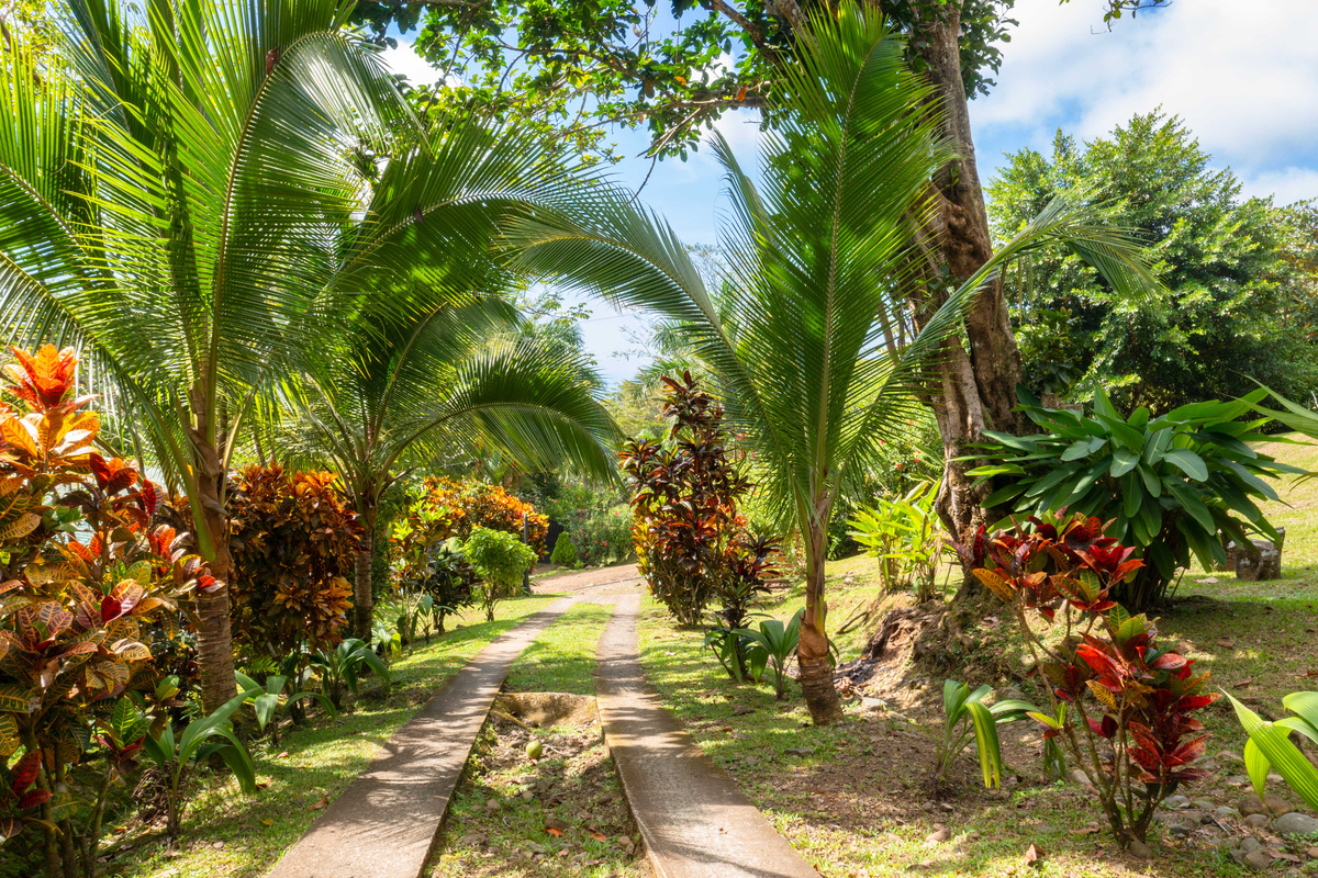 Lush tropical driveway lined with palms and flowering plants