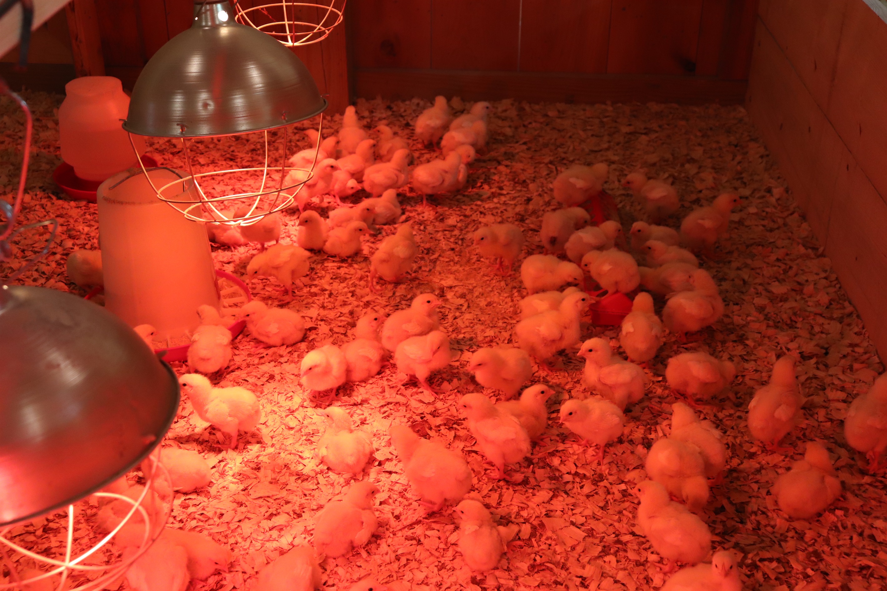 Young chicks
