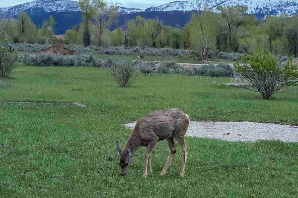 Frequent visitors