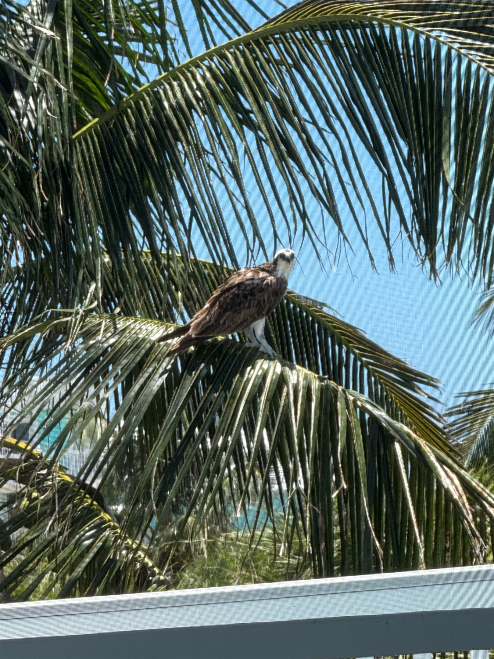 You may see Osprey like this one outside of our Lanai