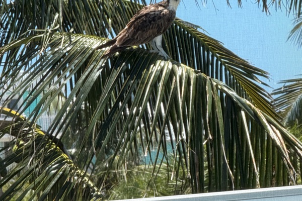 You may see Osprey like this one outside of our Lanai