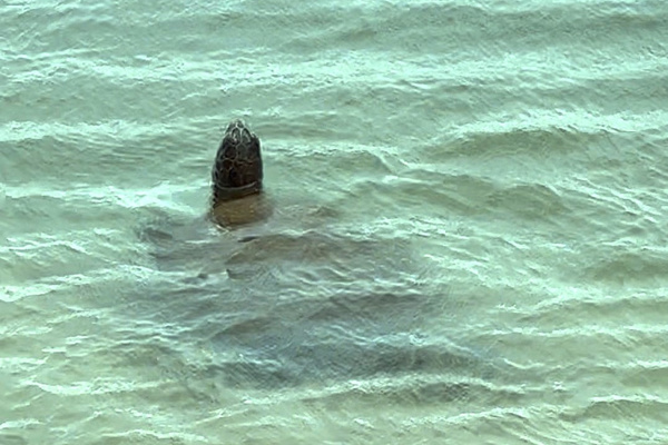 Guest photo of turtle out front taken from our lanai.