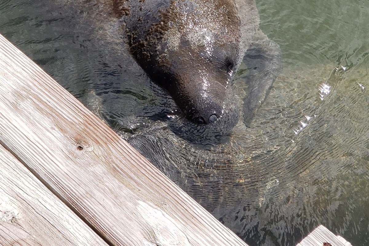 Momma Manatee at our dock with a baby nursing!