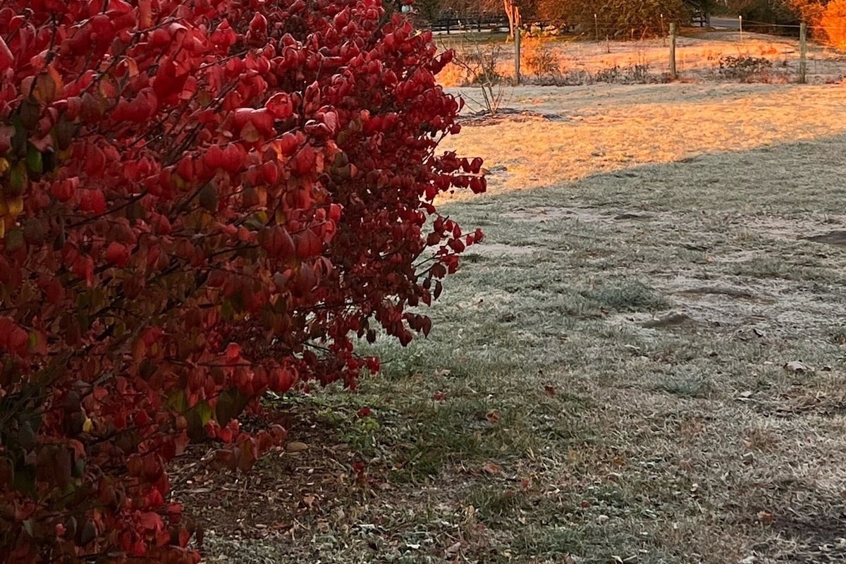 Fall colors 
