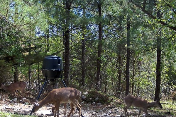 They will come to say' good morning !