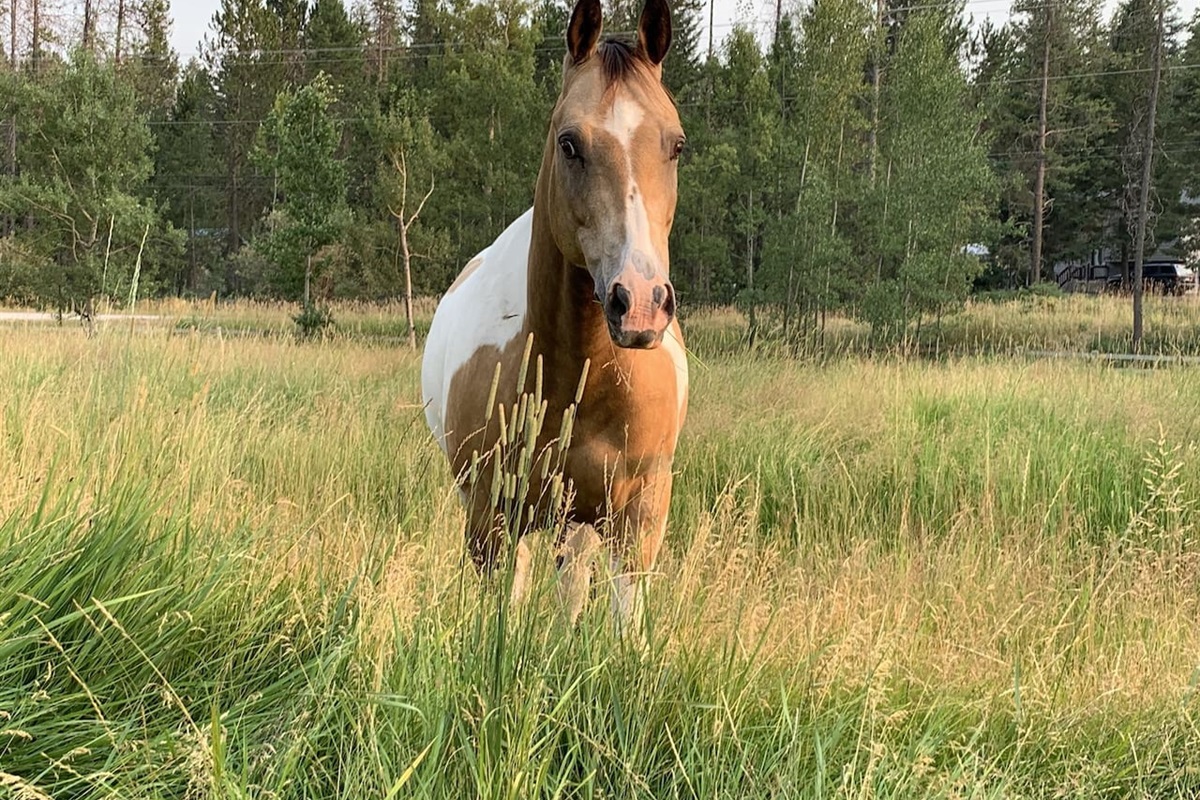 Horses onsite in summer