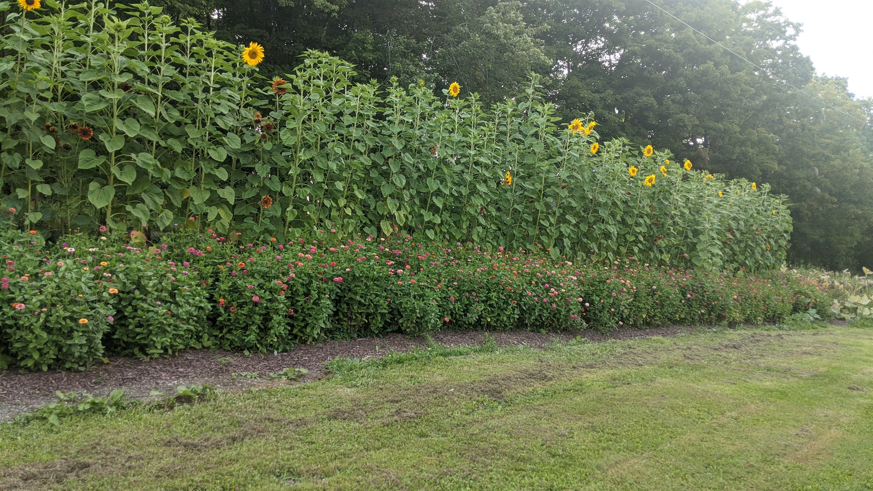 Wall of sunflowers and zinnias