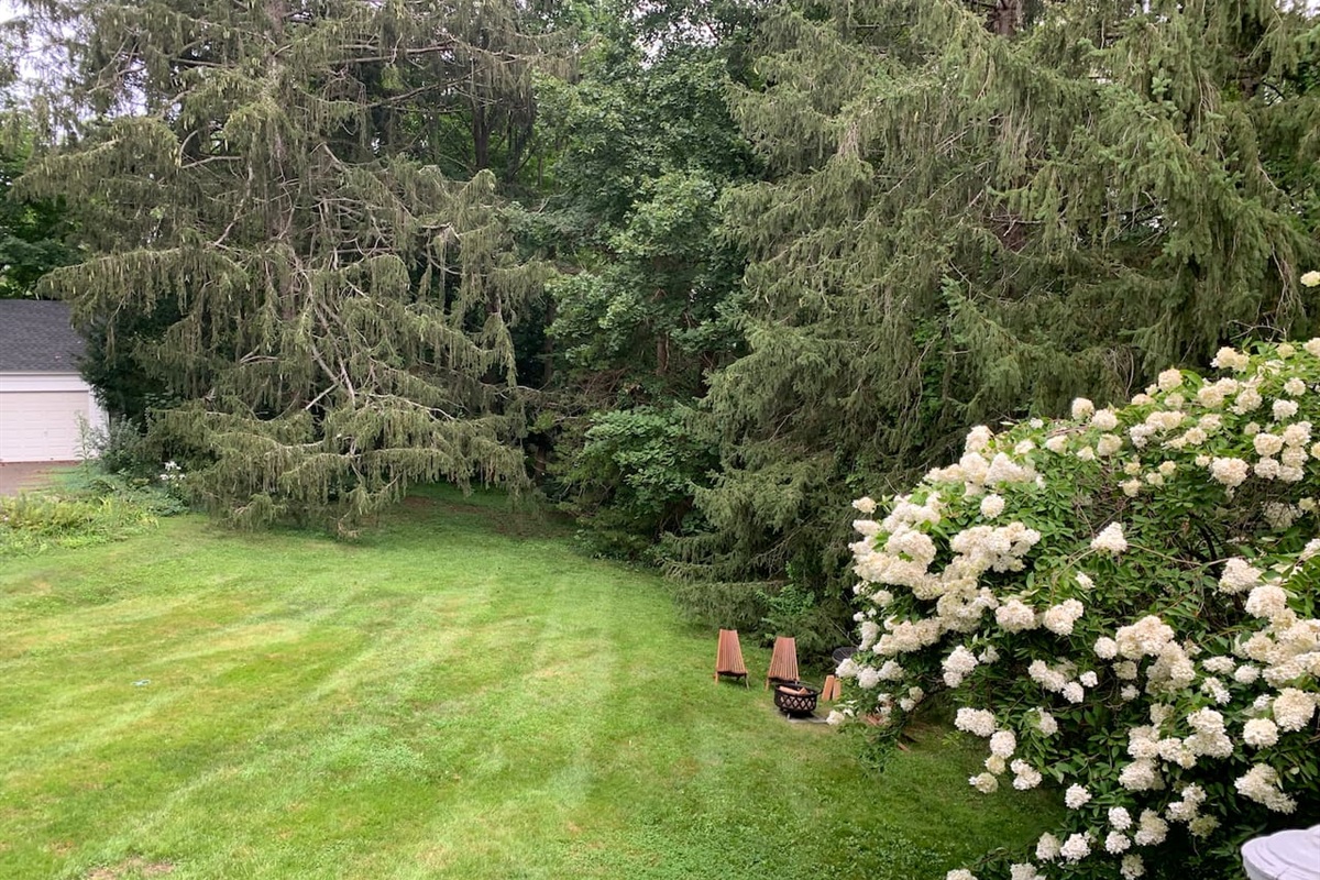 Backyard in the spring/summer 