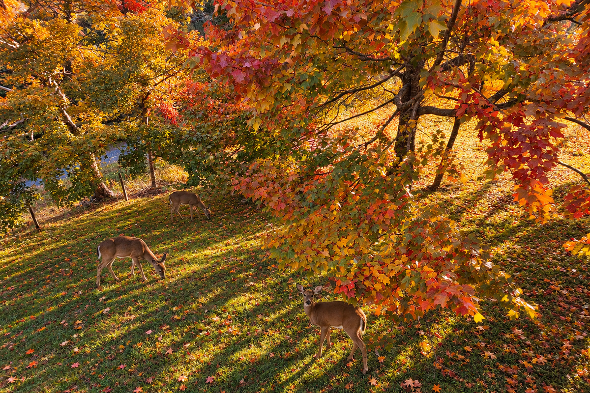 Deer in Autumn