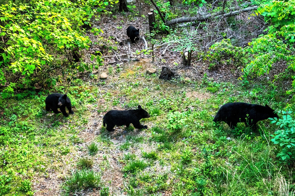 If you are hoping to see a bear on your vacation this is the place for you! Bears are very active in the area from May to October.