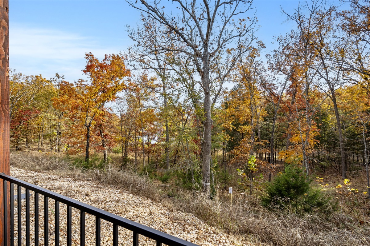 lakefront forested area