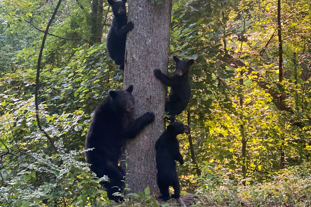 Not only is this amazing cabin perfect for your family vacation, but it is also home to a nearby family of bears! This photo was taken just steps away from the cabin! 