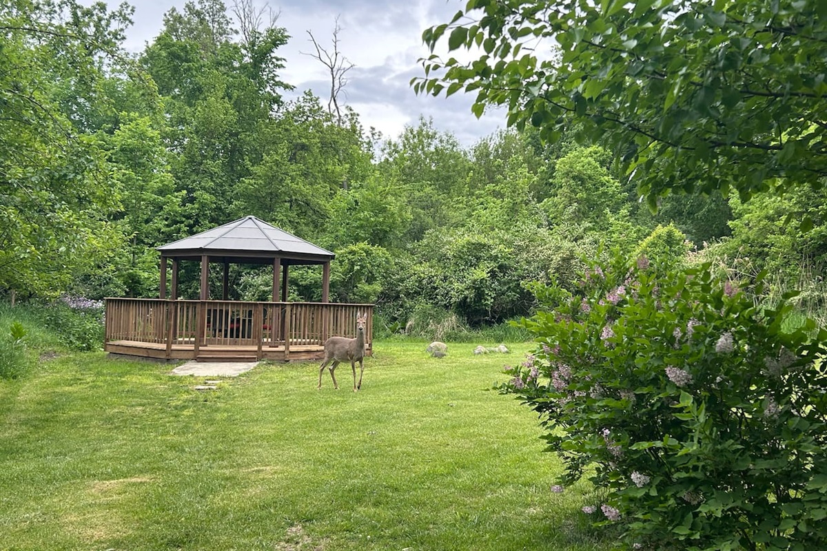 The gazebo is a great place to watch the deer that come through the yard.