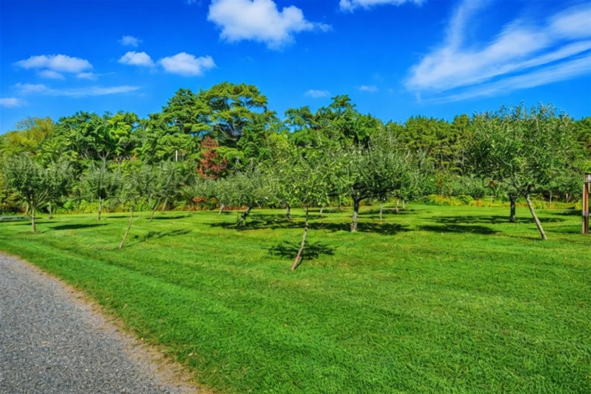 Long driveway lined with lush greenery.