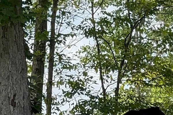 Bears are common visitors