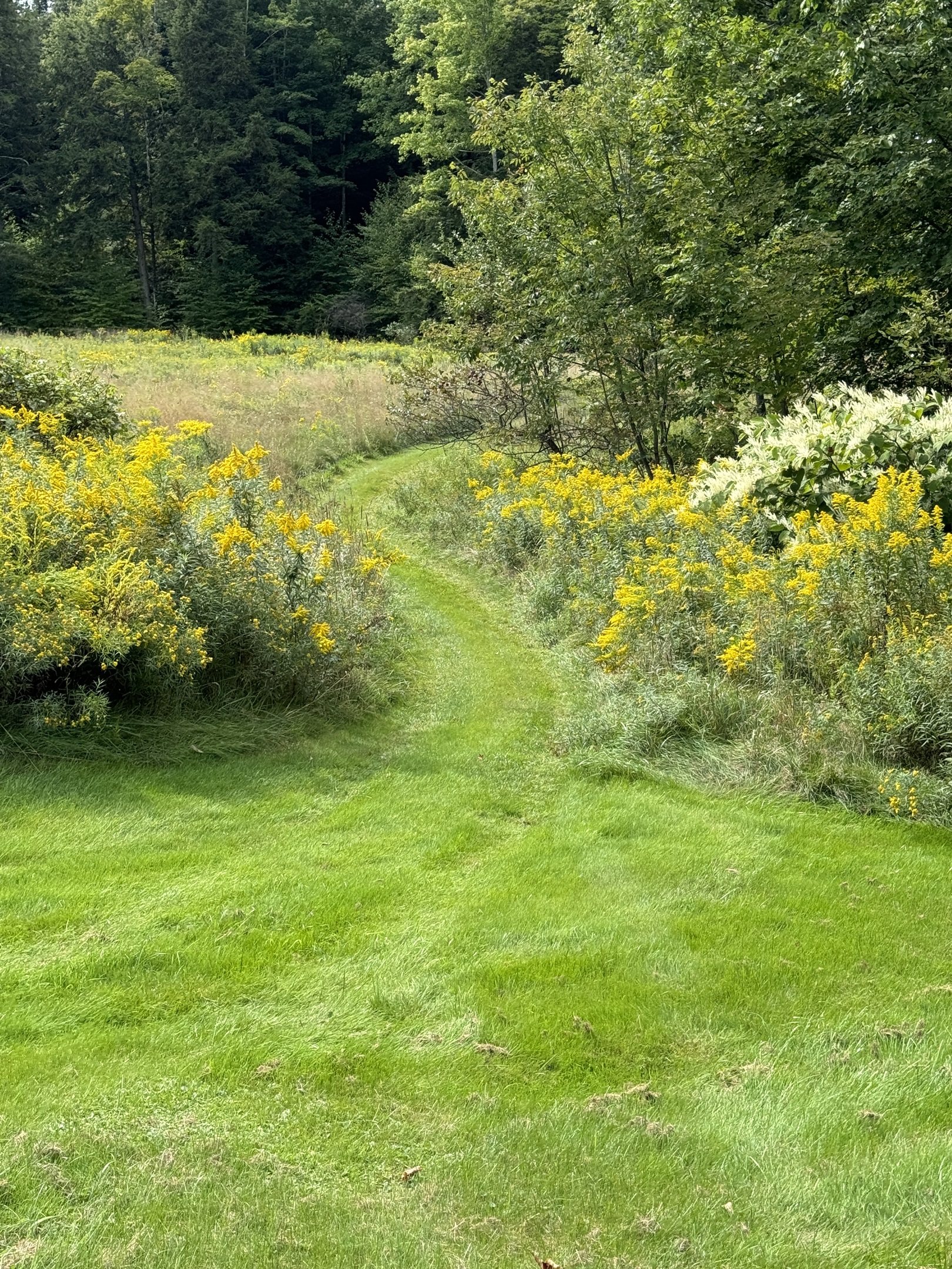 Mowed path leading to the Pond