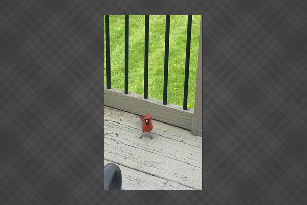 Many birds can be seen on the balcony daily 