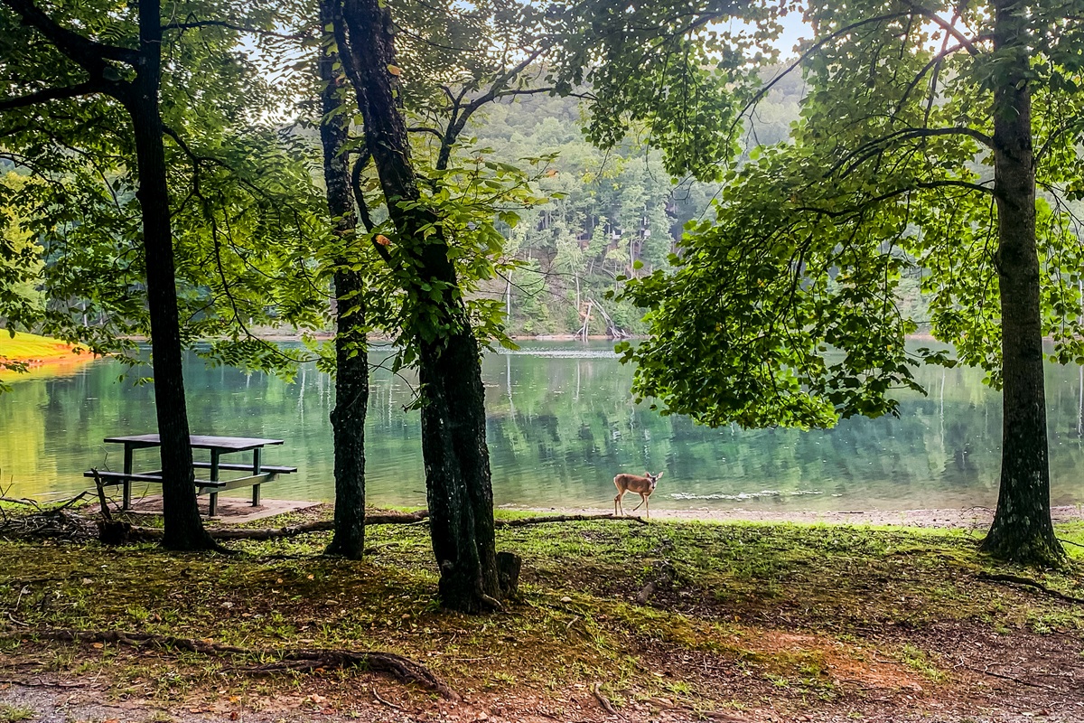 Look out for the wildlife!