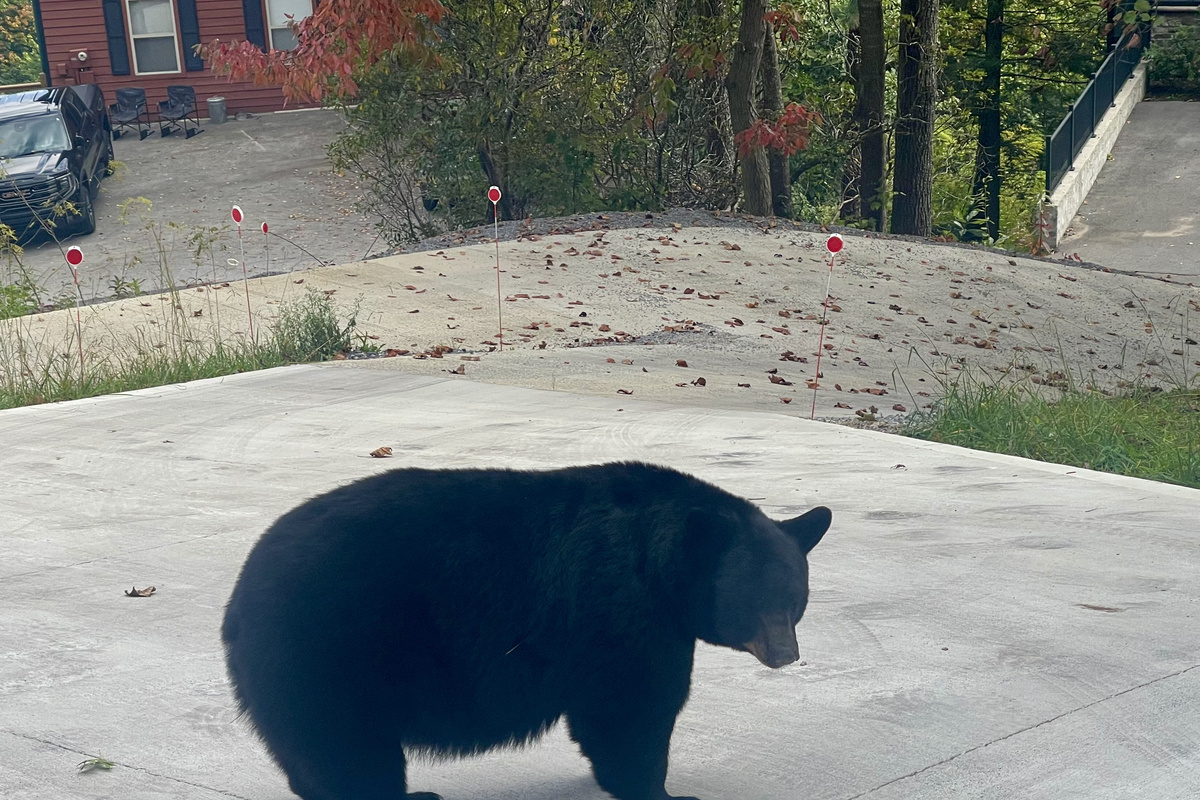 Black bears are regulars in Gatlinburg and Chalet Village. Spot one?  That’s is part of the mountain experience.