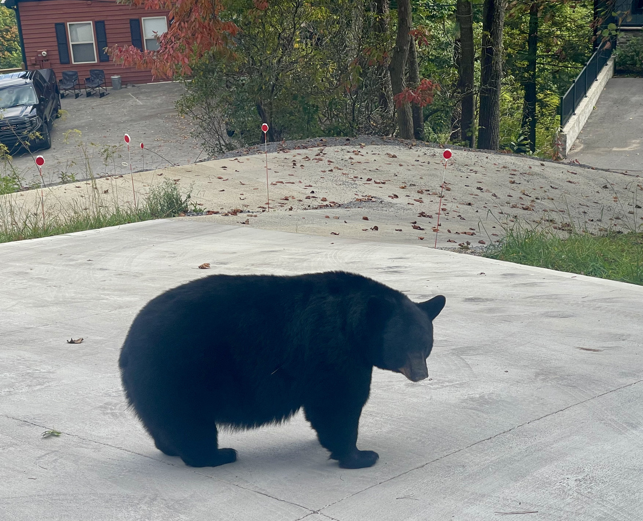 Black bears are regulars in Gatlinburg and Chalet Village. Spot one?  That’s is part of the mountain experience.