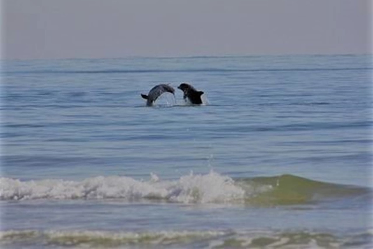 Dolphin Show from private balcony is something to view. 
