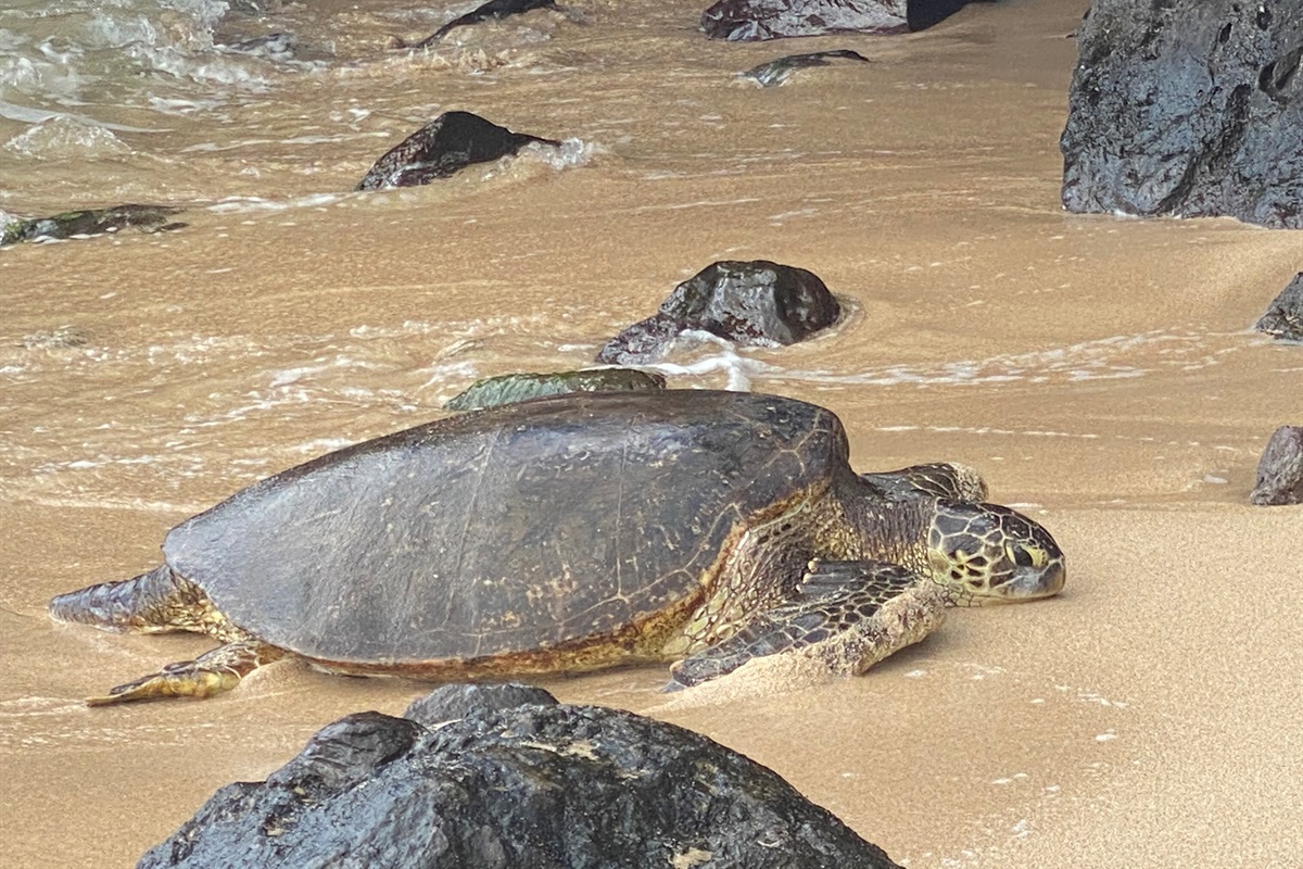 Honu On The Beach