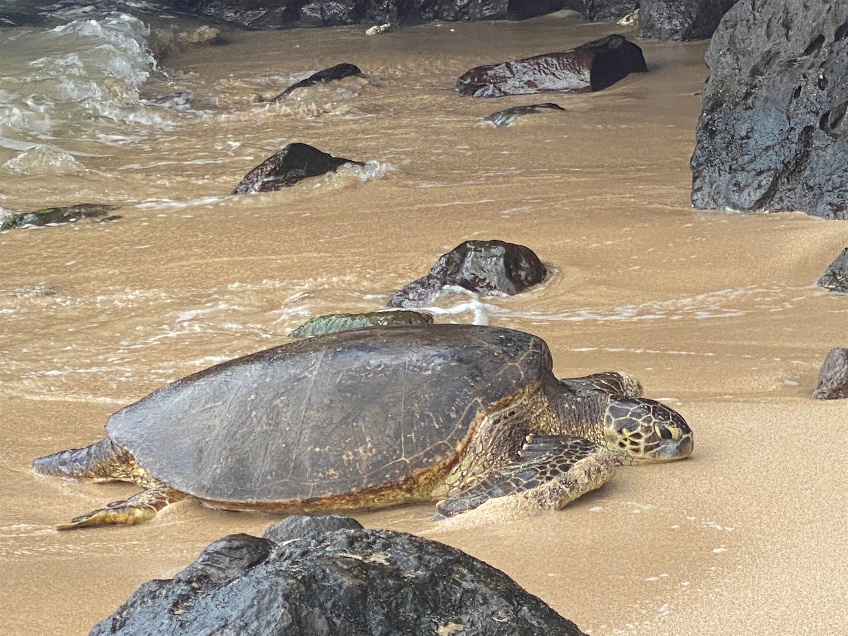 Honu On The Beach